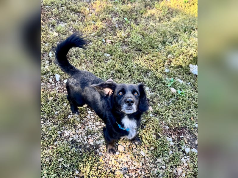 Fifi – ein fröhlicher Herzenshund sucht Menschen mit klarer Hand