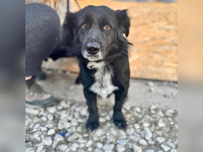 Fifi – ein fröhlicher Herzenshund sucht Menschen mit klarer Hand