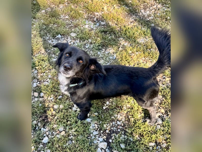 Fifi – ein fröhlicher Herzenshund sucht Menschen mit klarer Hand