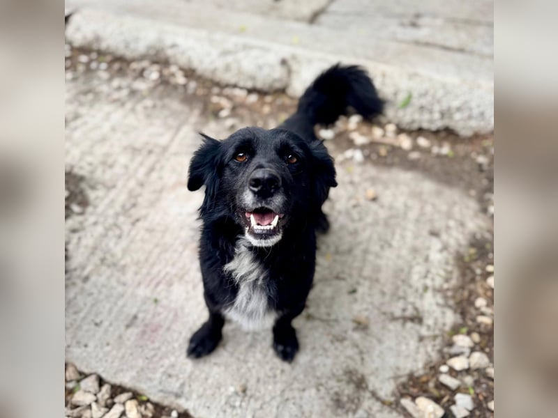 Fifi – ein fröhlicher Herzenshund sucht Menschen mit klarer Hand