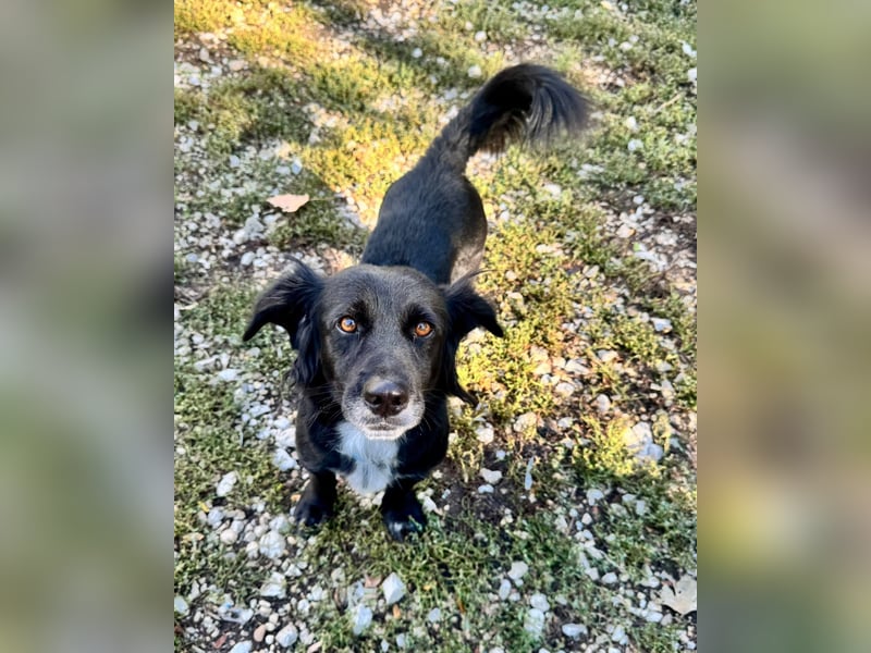 Fifi – ein fröhlicher Herzenshund sucht Menschen mit klarer Hand
