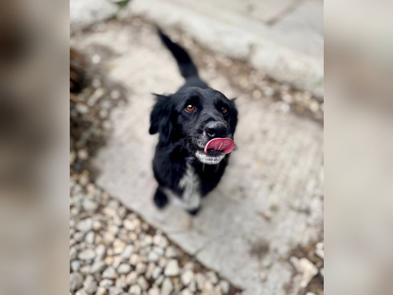 Fifi – ein fröhlicher Herzenshund sucht Menschen mit klarer Hand