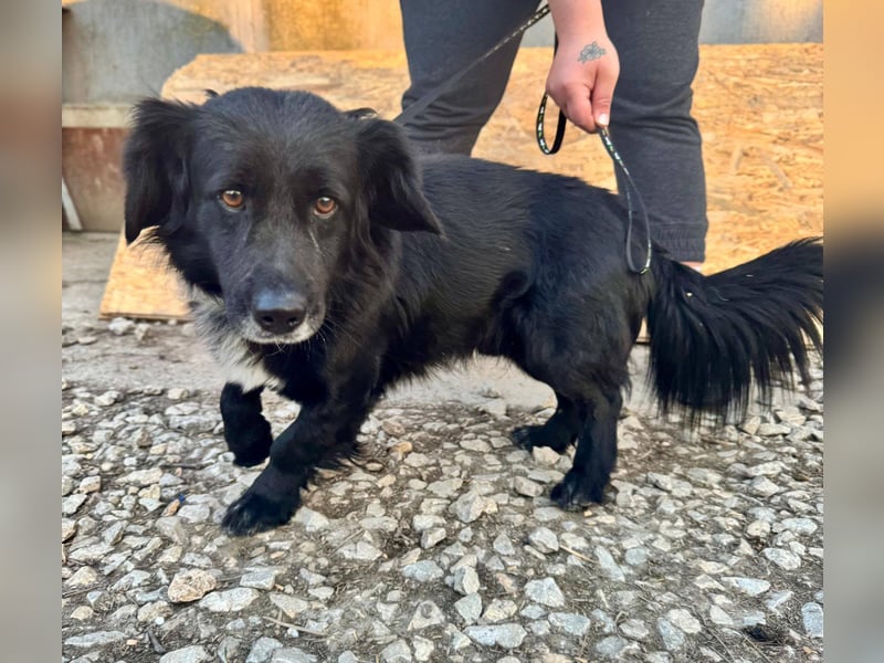 Fifi – ein fröhlicher Herzenshund sucht Menschen mit klarer Hand