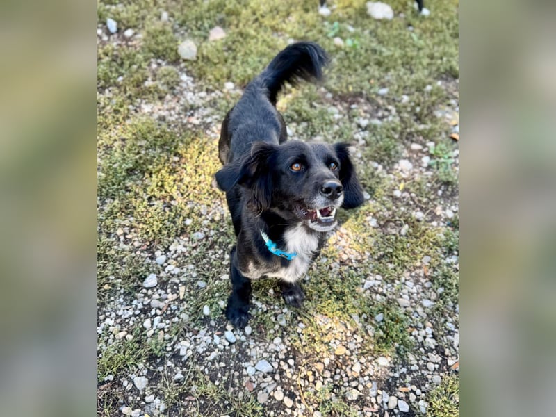 Fifi – ein fröhlicher Herzenshund sucht Menschen mit klarer Hand