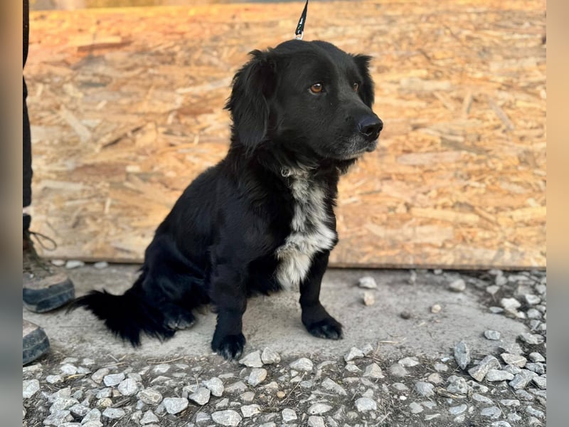Fifi – ein fröhlicher Herzenshund sucht Menschen mit klarer Hand