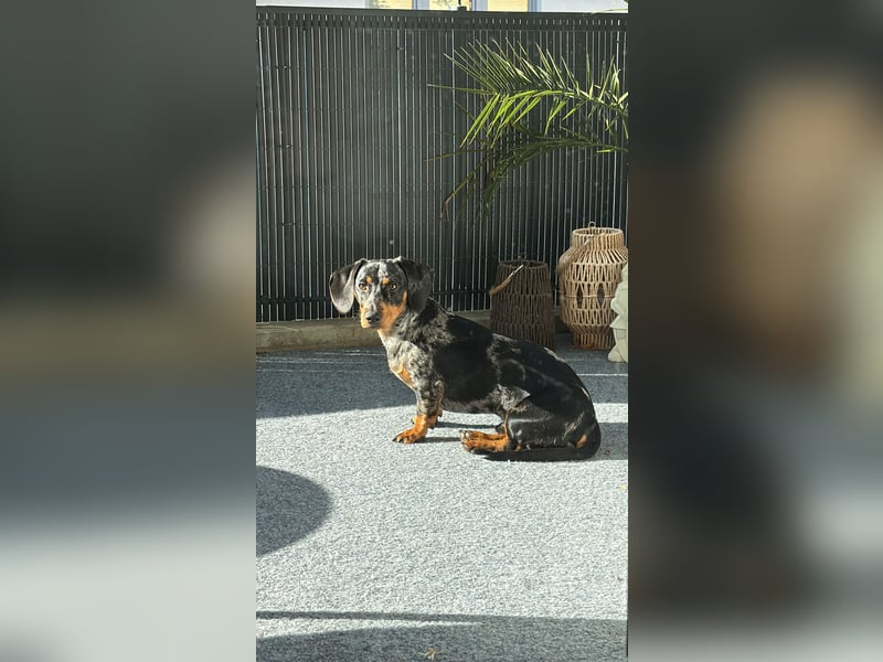 Standard Dackel Deckrüde (kein Verkauf)