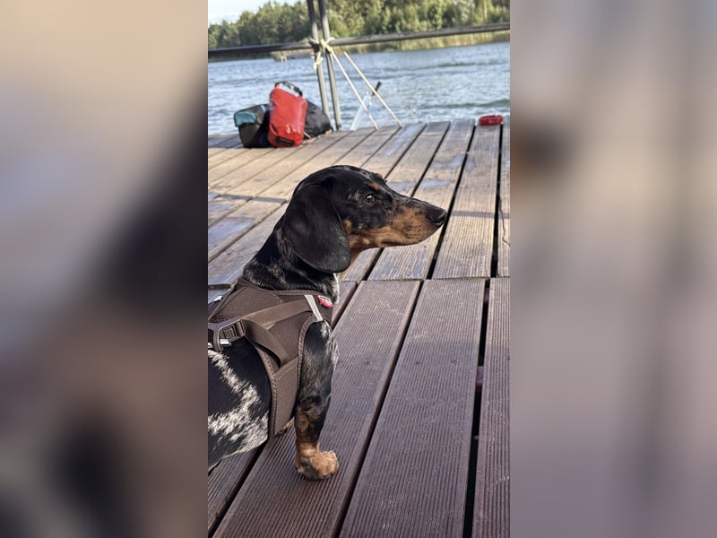 Standard Dackel Deckrüde (kein Verkauf)