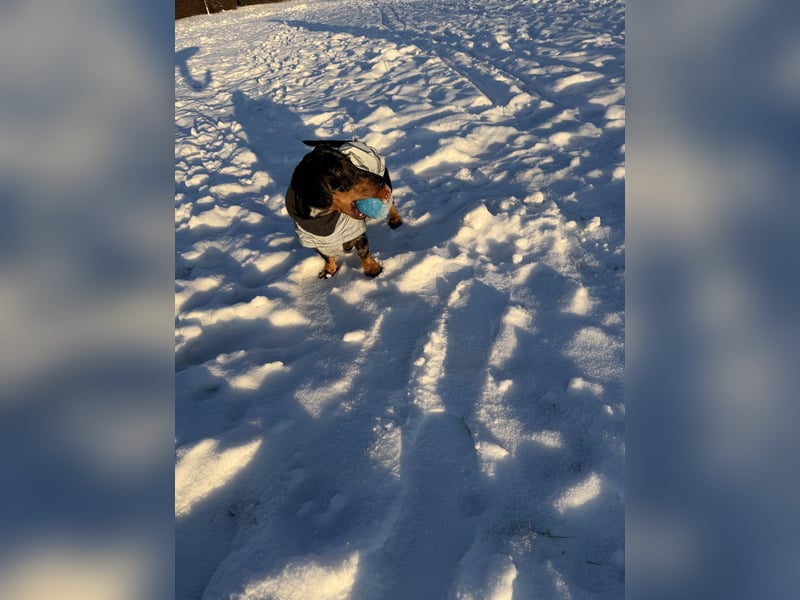 Standard Dackel Deckrüde (kein Verkauf)