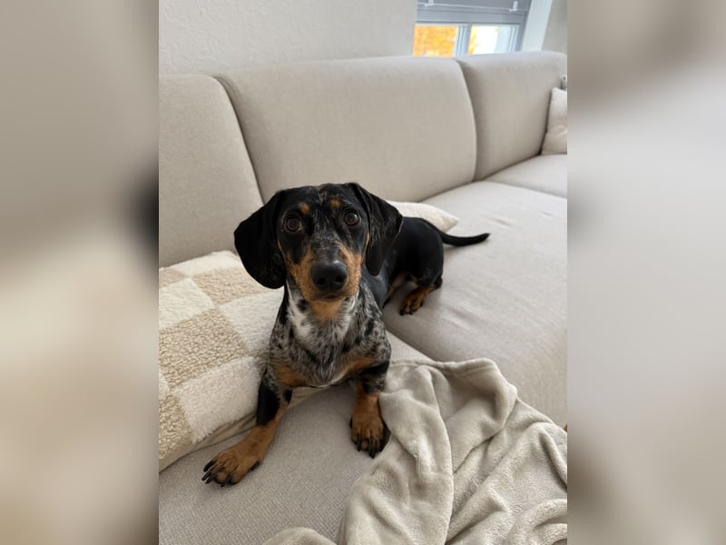 Standard Dackel Deckrüde (kein Verkauf)