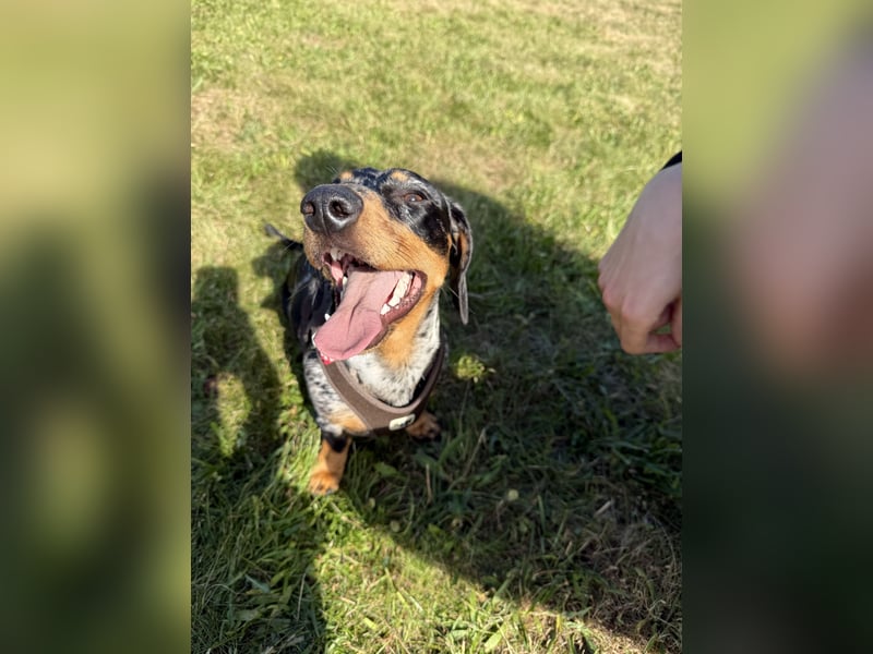 Standard Dackel Deckrüde (kein Verkauf)