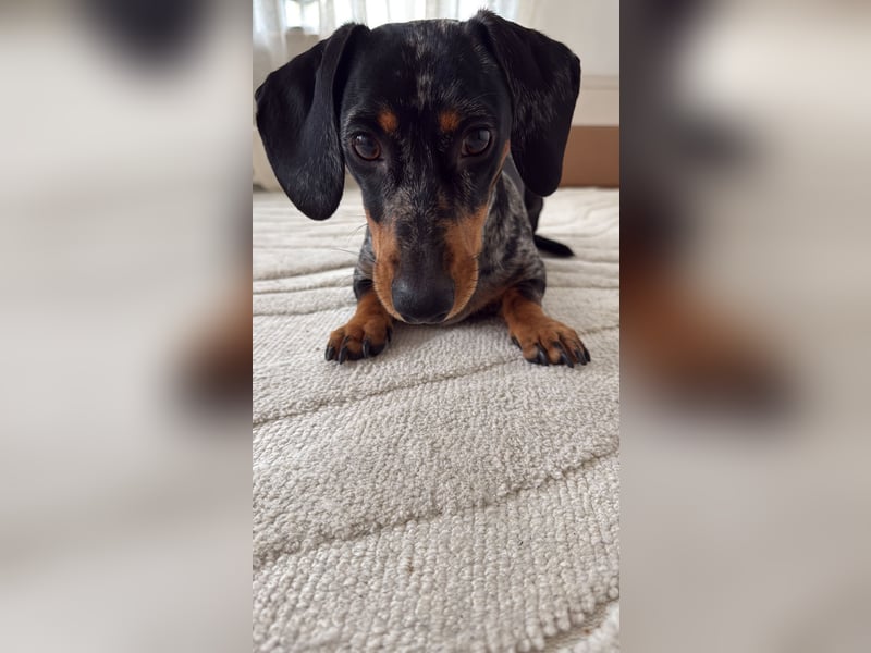 Standard Dackel Deckrüde (kein Verkauf)