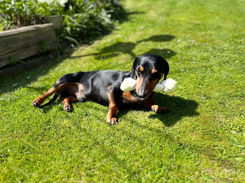 Zwergdackel Deckrüde MERLEFREI