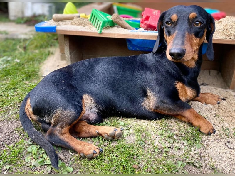 Zwergdackel Deckrüde MERLEFREI