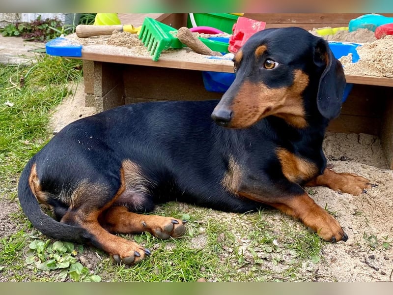 Zwergdackel Deckrüde MERLEFREI