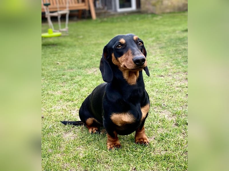 Zwergdackel Deckrüde MERLEFREI