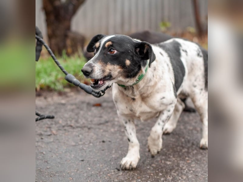 Kukla - Wundervolle sensible Hündin (Ukraine)