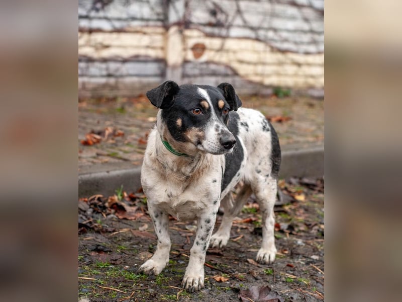 Kukla - Wundervolle sensible Hündin (Ukraine)