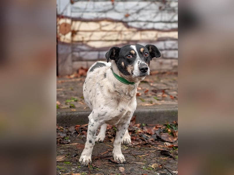 Kukla - Wundervolle sensible Hündin (Ukraine)