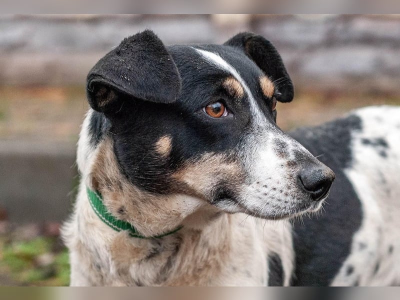 Kukla - Wundervolle sensible Hündin (Ukraine)