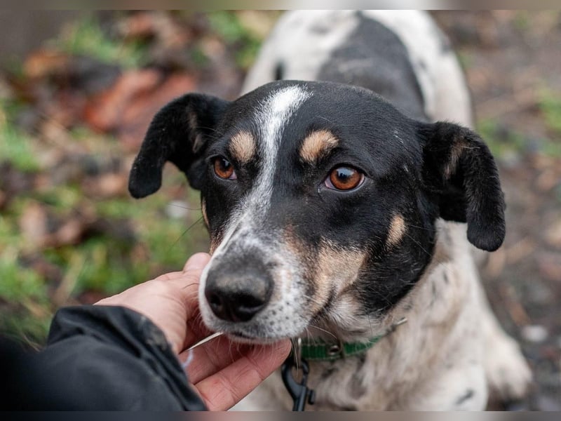 Kukla - Wundervolle sensible Hündin (Ukraine)