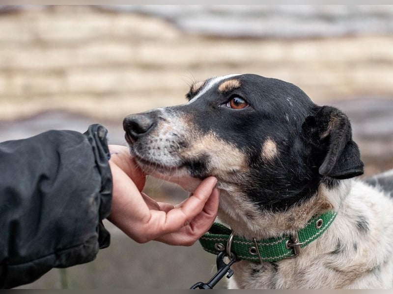 Kukla - Wundervolle sensible Hündin (Ukraine)