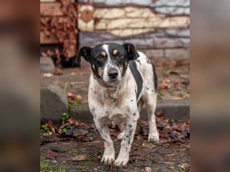 Kukla - Wundervolle sensible Hündin (Ukraine)