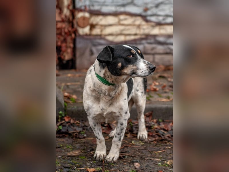 Kukla - Wundervolle sensible Hündin (Ukraine)