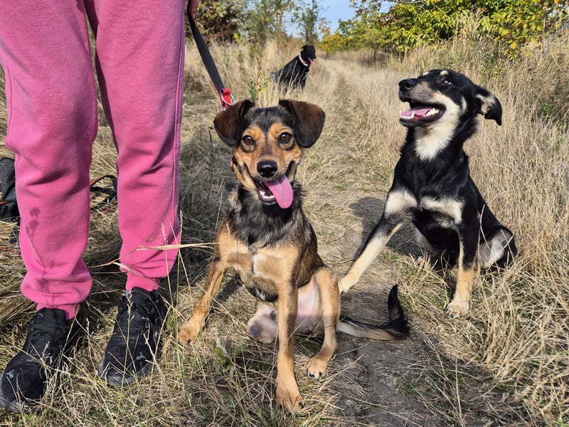 Charly sucht Menschen mit Herz