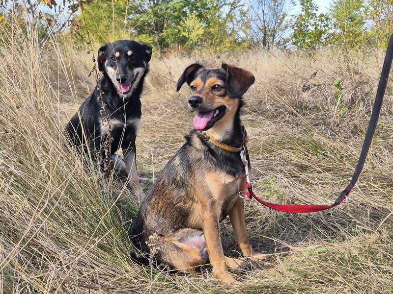 Charly sucht Menschen mit Herz