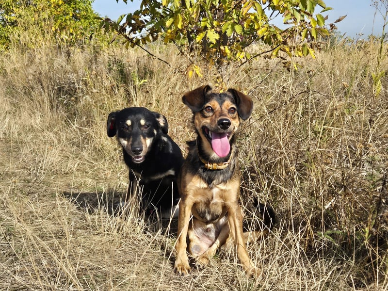 Charly sucht Menschen mit Herz