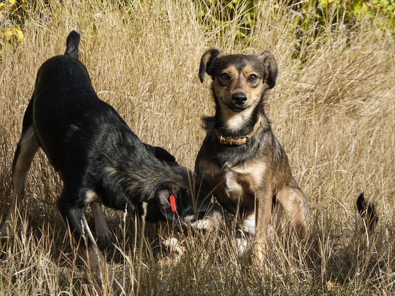 Charly sucht Menschen mit Herz