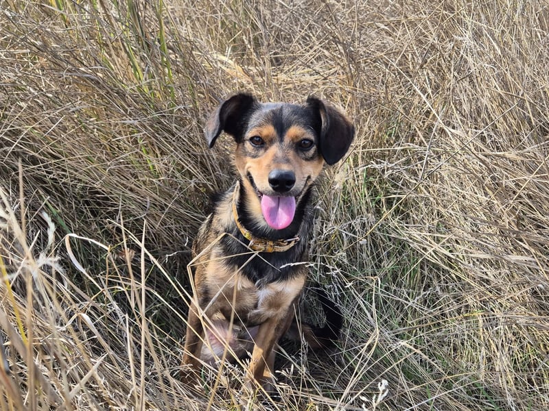 Charly sucht Menschen mit Herz