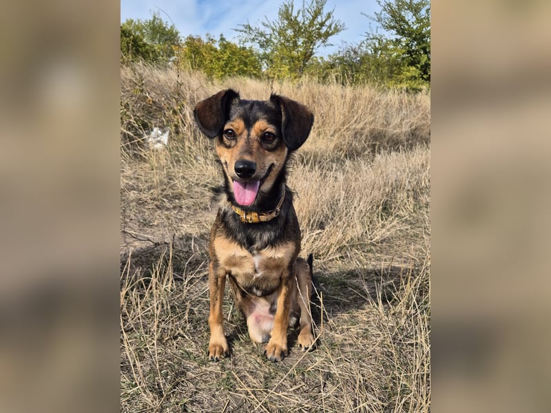 Charly sucht Menschen mit Herz