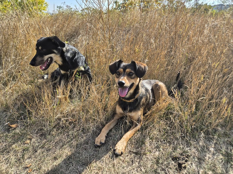Charly sucht Menschen mit Herz