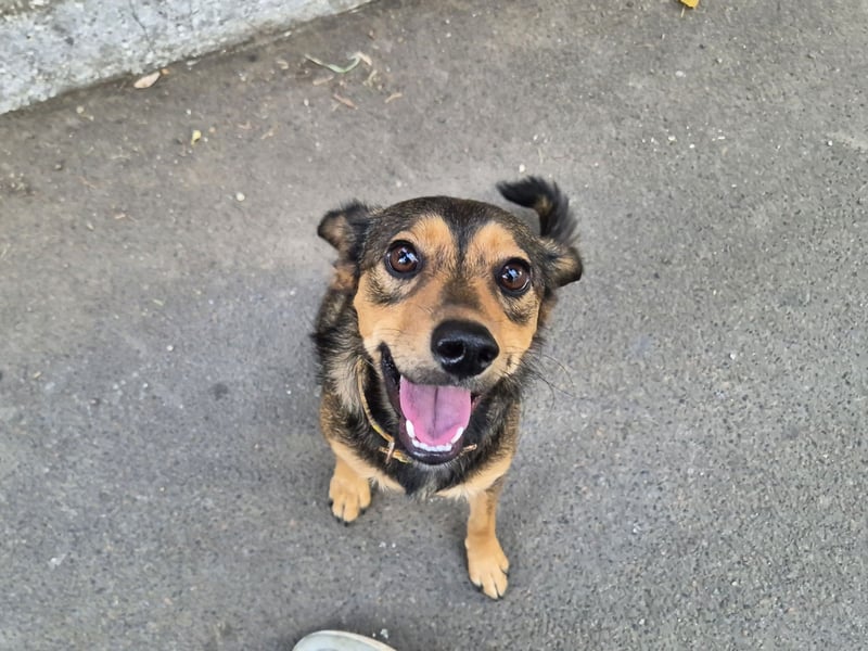 Charly sucht Menschen mit Herz