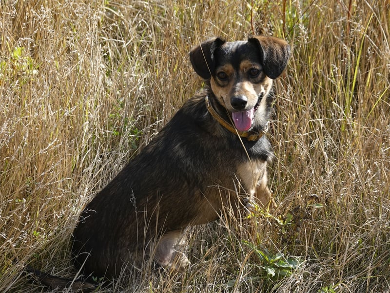 Charly sucht Menschen mit Herz