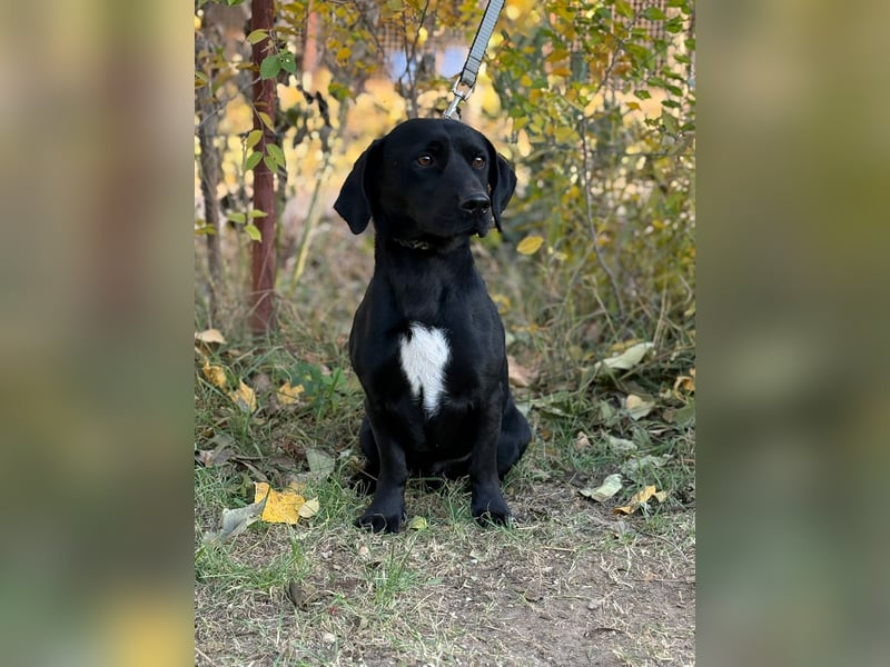 Hebron - sucht eine Familie mit Herz!