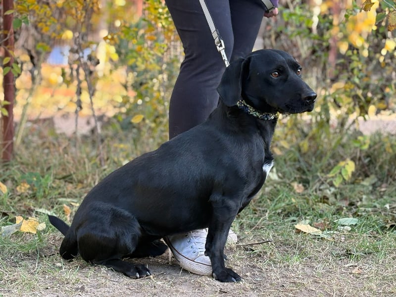 Hebron - sucht eine Familie mit Herz!