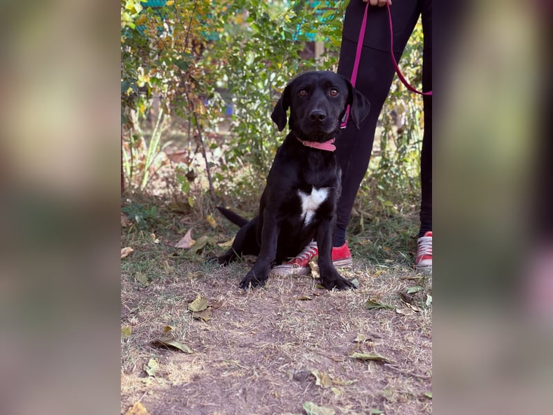 Hebron - sucht eine Familie mit Herz!