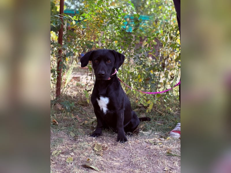 Hebron - sucht eine Familie mit Herz!