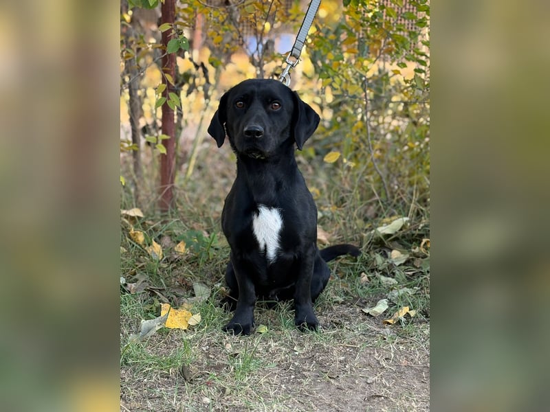 Hebron - sucht eine Familie mit Herz!