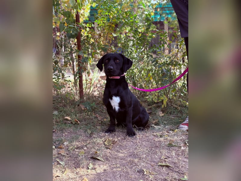 Hebron - sucht eine Familie mit Herz!