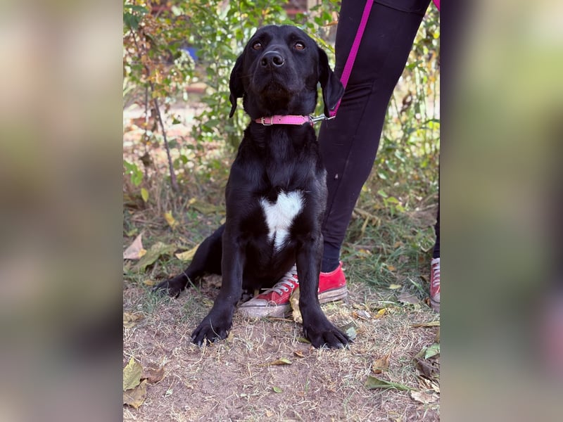 Hebron - sucht eine Familie mit Herz!