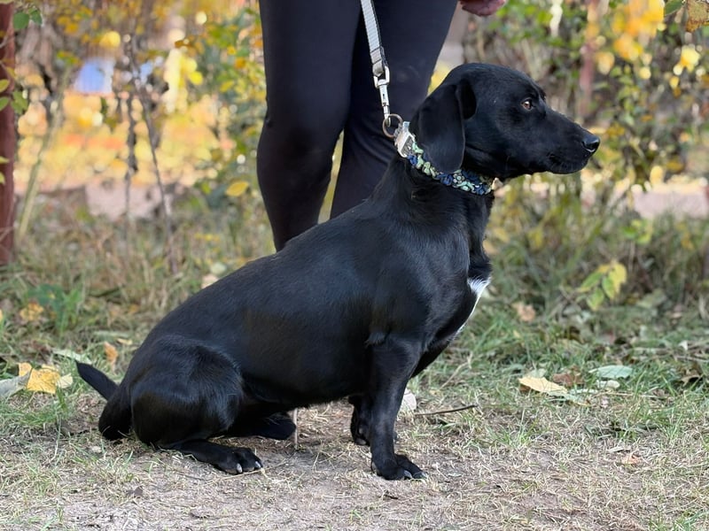 Hebron - sucht eine Familie mit Herz!