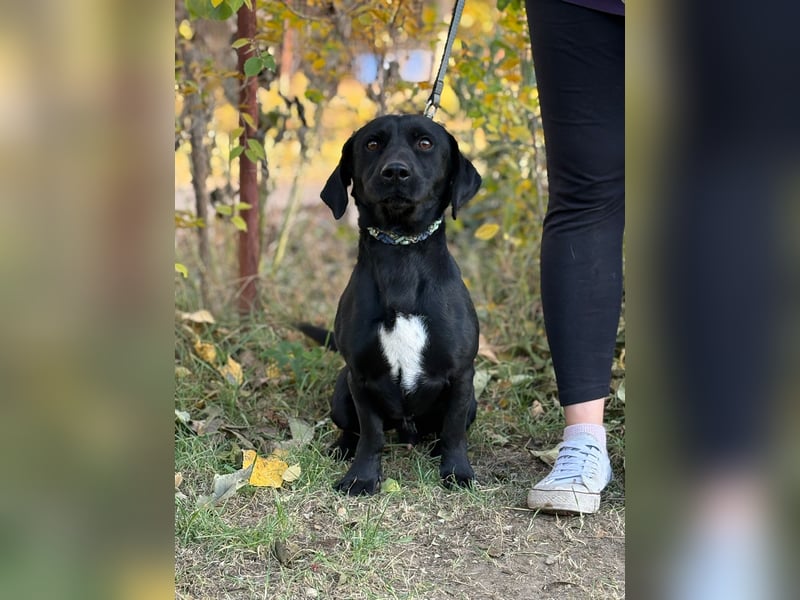 Hebron - sucht eine Familie mit Herz!