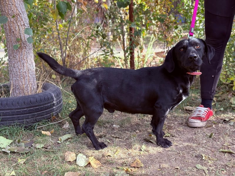 Hebron - sucht eine Familie mit Herz!