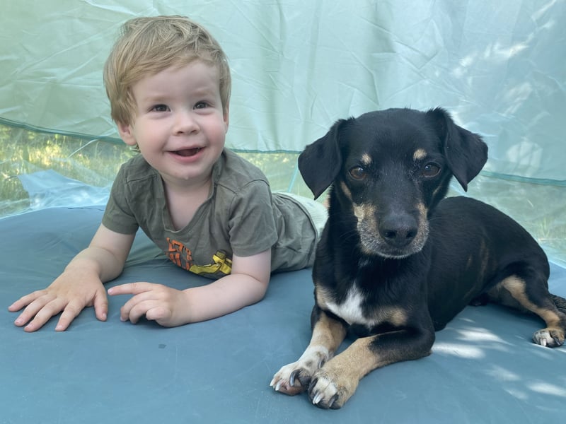 Dackelmischling Krümel sucht ein Für-immer-Zuhause!