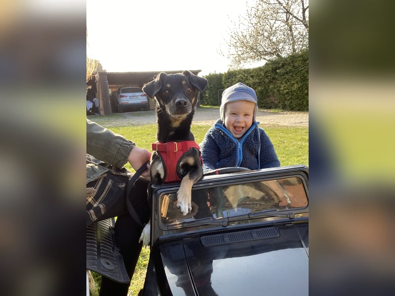 Dackelmischling Krümel sucht ein Für-immer-Zuhause!