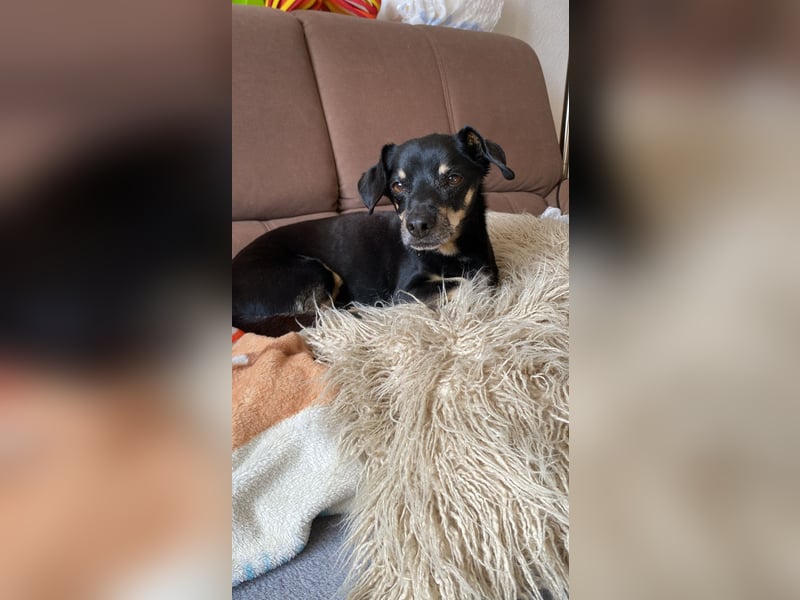 Dackelmischling Krümel sucht ein Für-immer-Zuhause!