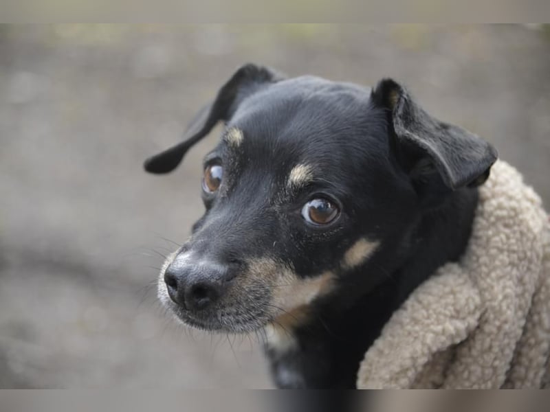 Dackelmischling Krümel sucht ein Für-immer-Zuhause!